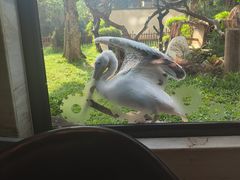 -熊猫自助餐厅.萌趣城堡(长隆熊猫酒店)