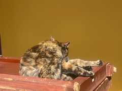 -龙华素斋(龙华路店)