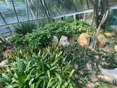 -深圳仙湖植物园