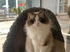 -糯米喵星人总部直营旗舰店·猫舍·幼猫出售