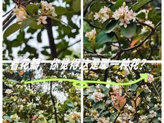 -中山市树木园