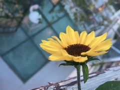 -喵屿·大理花园猫咖