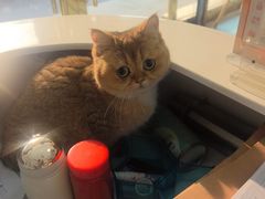 -汪喵宠物医院·骨科心脏影像·犬猫急重症ICU诊疗中心(成华分院)