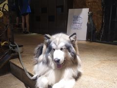 -more than meow吴止猫主题餐厅(承德 中船汇店)