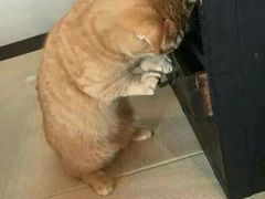 -高庙村(地铁站)