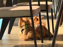 -爪吧宠物乐园 (温榆河示范区店)