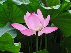-莲池书院博物馆