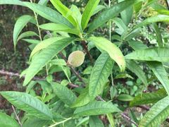 -南国桃园旅游度假区