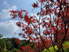 -广州市帽峰山景区