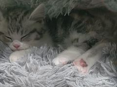 -糯米喵星人总部直营旗舰店·猫舍·幼猫出售
