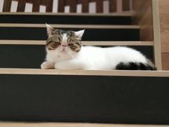-瞄一喵猫咖(格力海岸店)
