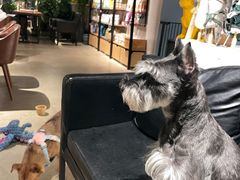 -百好乐宠物友好餐厅(朝外大街店)