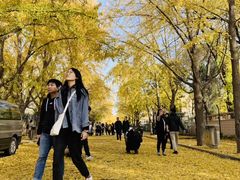 -三里屯东五街银杏大道