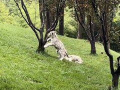 -北京野生动物园
