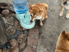 -柴犬高等学院·狗咖·柴犬售卖·宠物训练