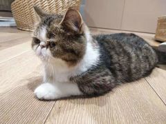 -瞄一喵猫咖(格力海岸店)