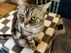 -猫小院猫主题餐厅(南锣旗舰店)