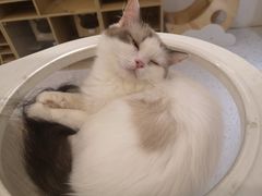 -猫域·湾主题猫咖·宠物吧(南坪城市广场店)