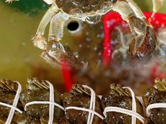 -乡乐园蟹庄·阳澄湖农家乐