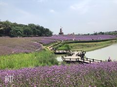 -大塘金香草谷