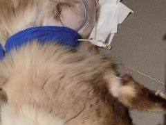 -瑞派罗医生宠物诊所(古镇分所)