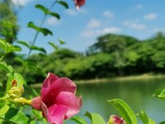 -中国科学院华南植物园