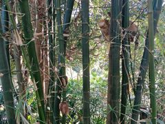 -紫马岭公园