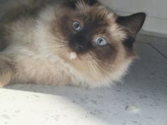 -瑞派·关忠动物医院·猫专科·犬专科(三环新城店)