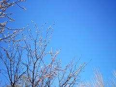 -永定河休闲森林公园