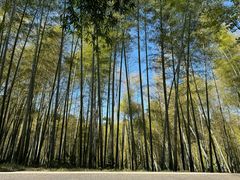-潜山国家森林公园