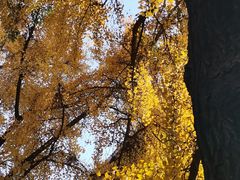 -四川大学(华西校区)