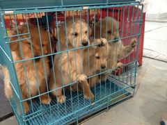 2013年国际宠物犬展博览会-东浩兰生上海世博展览馆