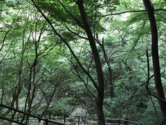 -王顺山国家森林公园