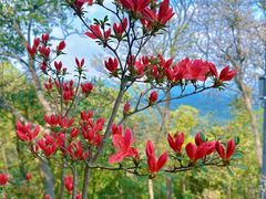 -莫干山风景区