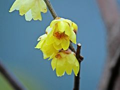 -三圣花乡旅游区