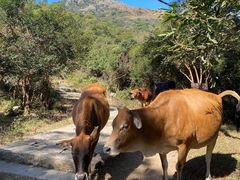 -大姆山草场