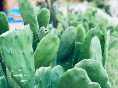 -广东惠东海龟国家级自然保护区
