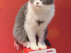 -猫色咖啡·猫咖