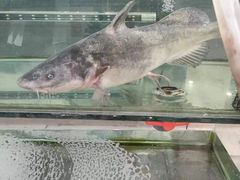 -三峡农家菜(三峡店)