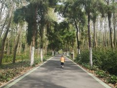 -合肥滨湖国家森林公园