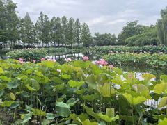 -金银湖国家城市湿地公园
