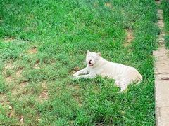 -西霞口神雕山野生动物世界