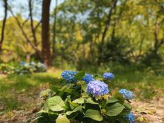 -上海共青森林公园