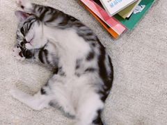 -猫大福·Fortune Cat猫舍(百子湾店)