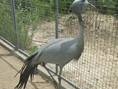 -盐城丹顶鹤湿地生态旅游区