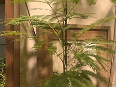 -自由生长植物工作室(深港花卉中心店)