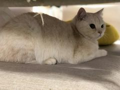 -喵的天空名猫咖啡馆·撸猫·猫舍·用品