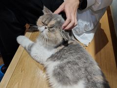 -滚猫咖啡·猫咖·猫友好撸猫(未来城店)