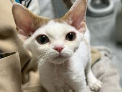 -山宅一喵德文卷毛猫舍