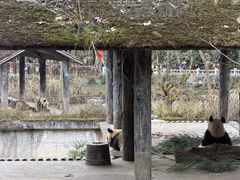 -中国大熊猫保护研究中心雅安碧峰峡基地